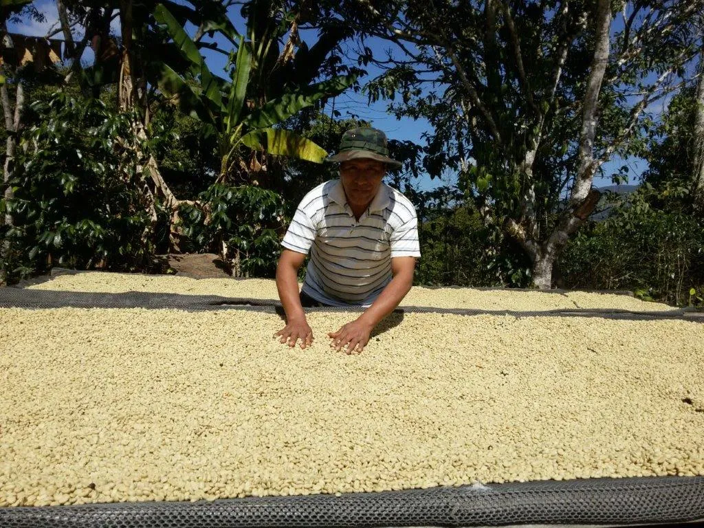 100% Bolivian Fair Trade Organic (FTO) Cascara Tea.