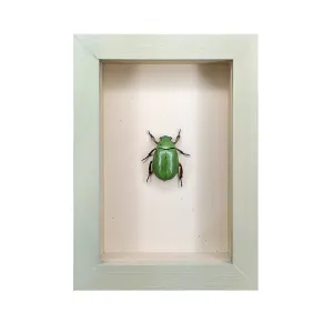 Beyer's Scarab Shadowbox