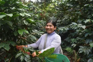 Bolivia Microlot: Carolina Villalobos (Siete Estrellas). Available at the Annex (CA), Continental (NJ) and Salisbury, MA.