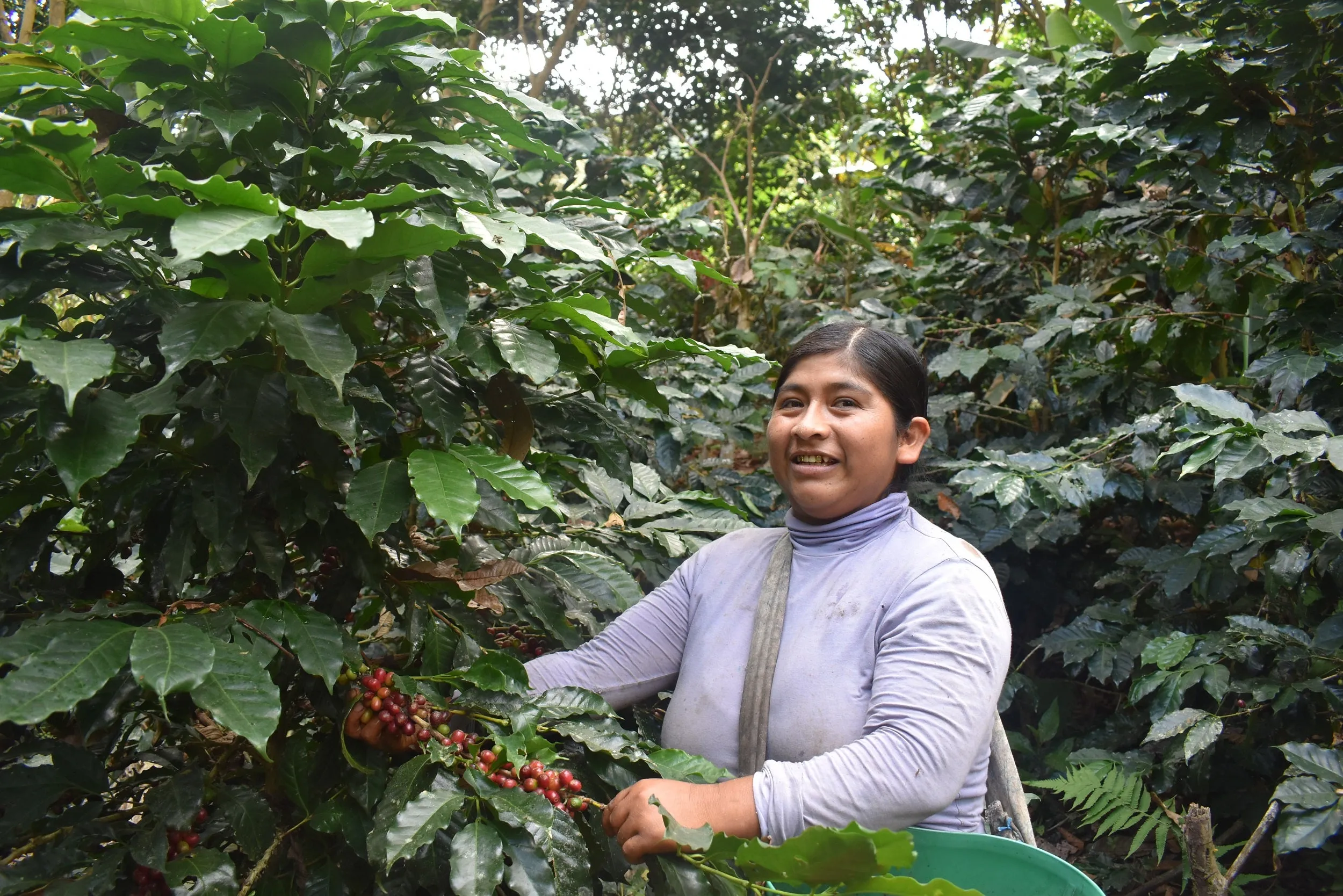 Bolivia Microlot: Carolina Villalobos (Siete Estrellas). Available at the Annex (CA), Continental (NJ) and Salisbury, MA.