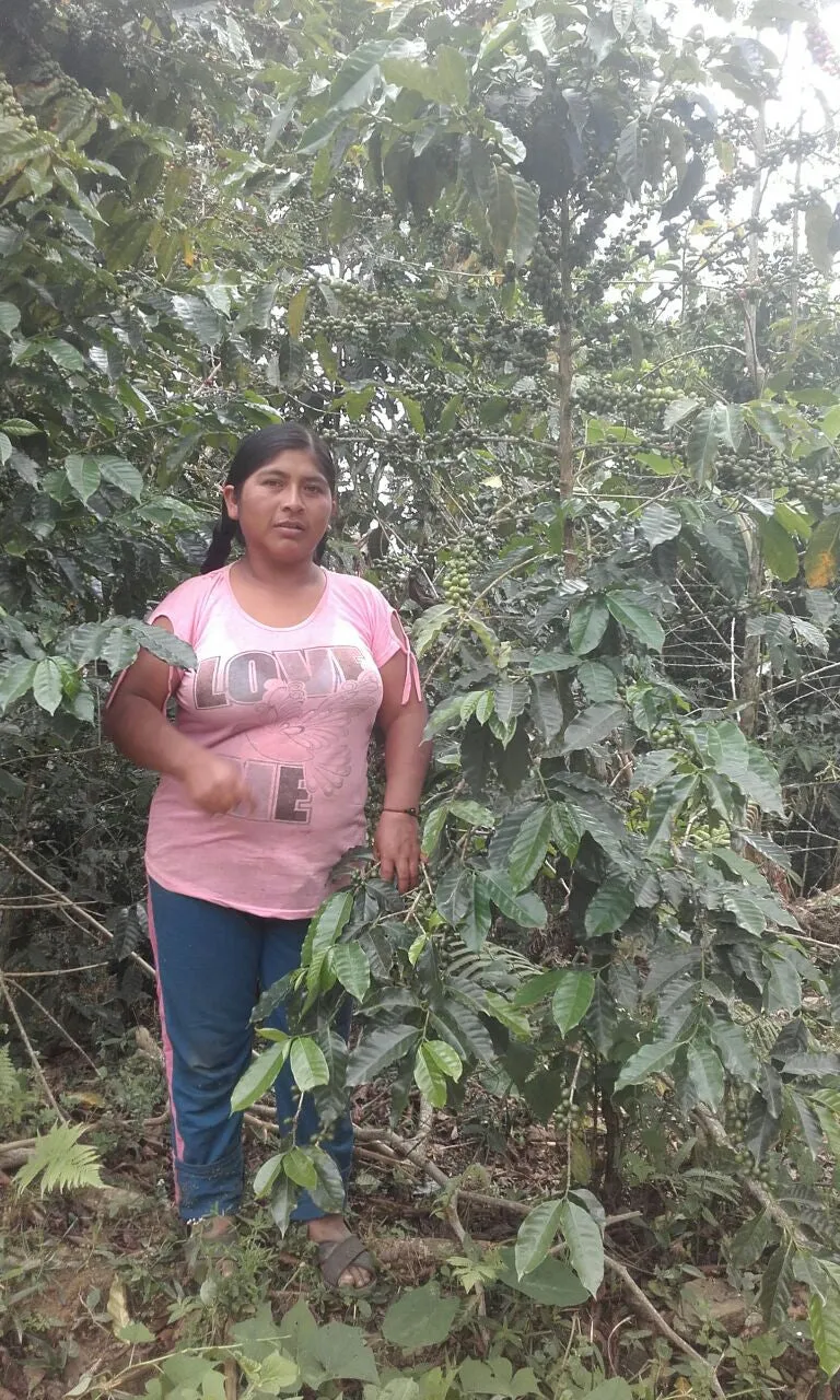 Bolivia Microlot: Carolina Villalobos (Siete Estrellas). Available at the Annex (CA), Continental (NJ) and Salisbury, MA.
