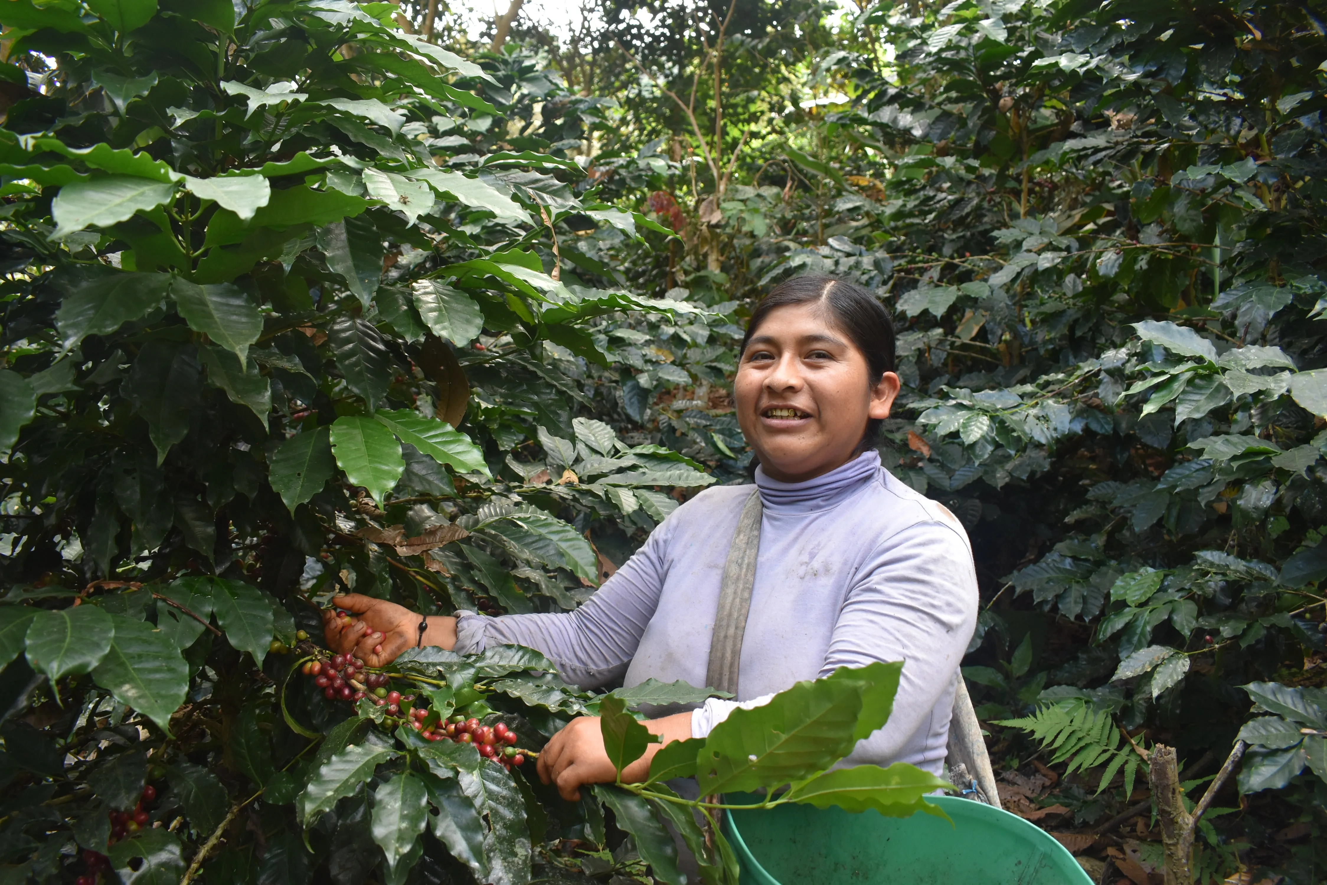 Bolivia Microlot: Carolina Villalobos (Siete Estrellas). Available at the Annex (CA), Continental (NJ) and Salisbury, MA.