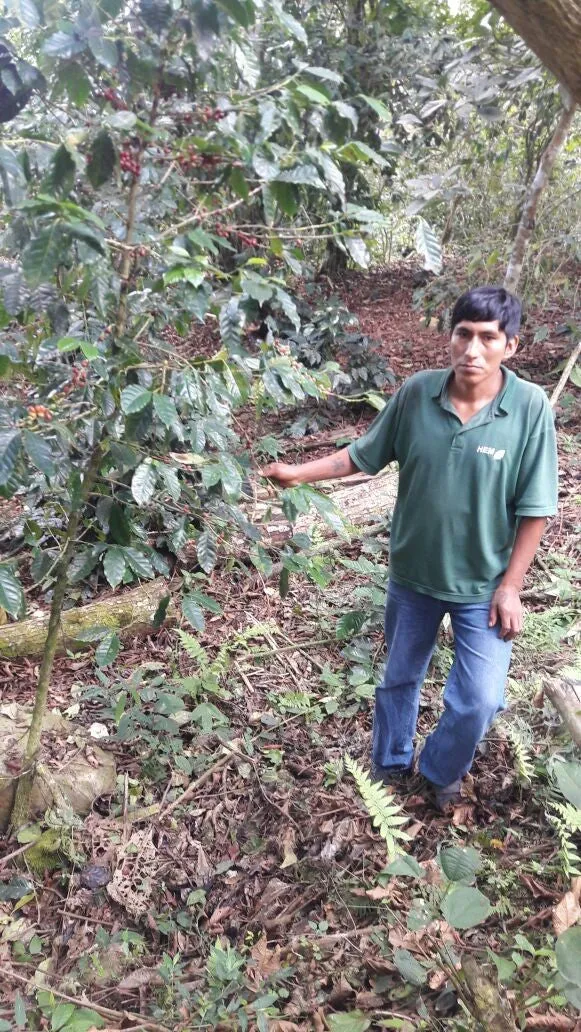 Bolivia Microlot: Carolina Villalobos (Siete Estrellas). Available at the Annex (CA), Continental (NJ) and Salisbury, MA.