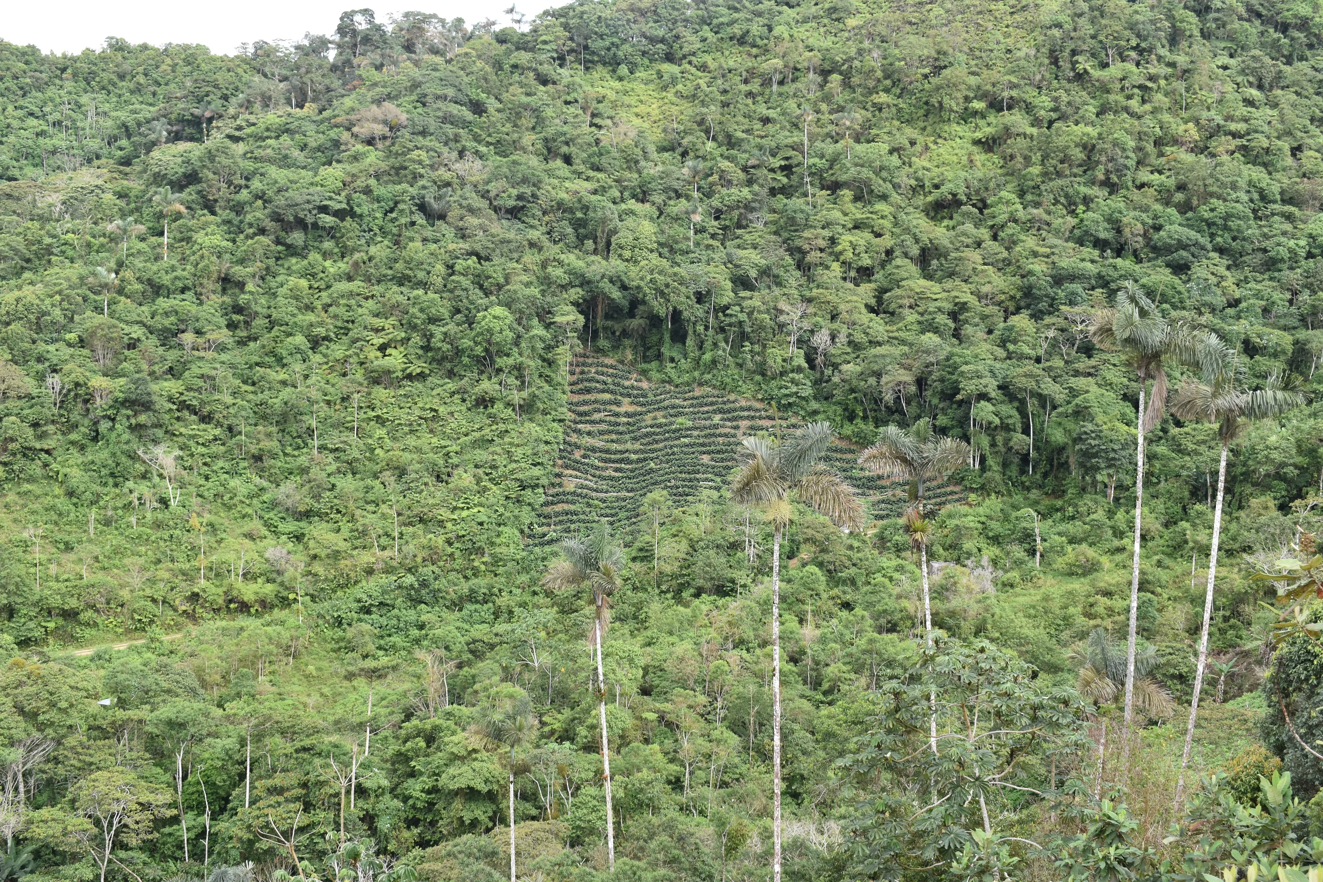 Bolivia Microlot: Carolina Villalobos (Siete Estrellas). Available at the Annex (CA), Continental (NJ) and Salisbury, MA.