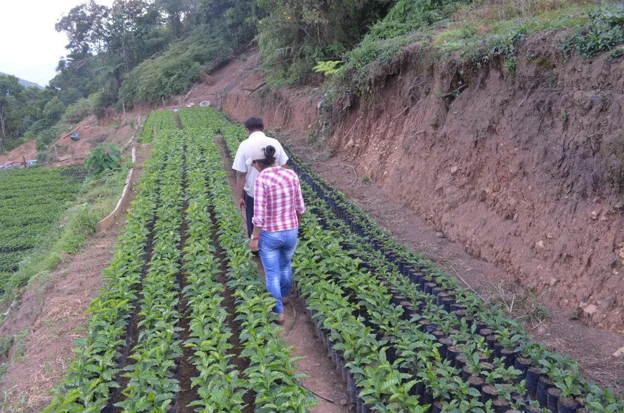 Bolivia Microlot: Celso Mayta (Café Golondrina) Available in CA, NJ and Salisbury, MA. PAST CROP