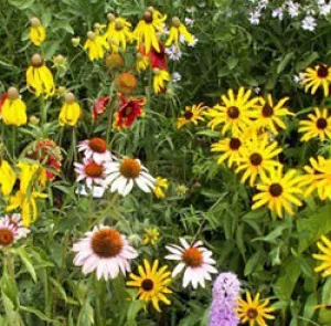 Wildflower Mix, Native Perennial